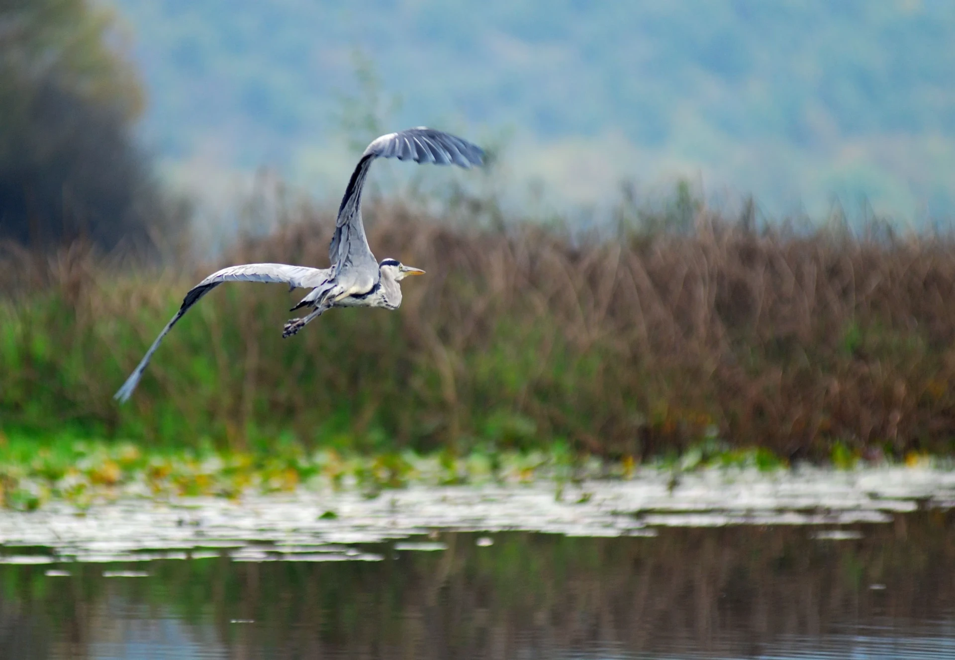 Graceful Flight Over Lake Skadar – Birds Gliding Above Montenegro’s Largest Lake