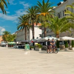 Sunlit Pathway Lined with Graceful Palm Trees in Boka Kotorska