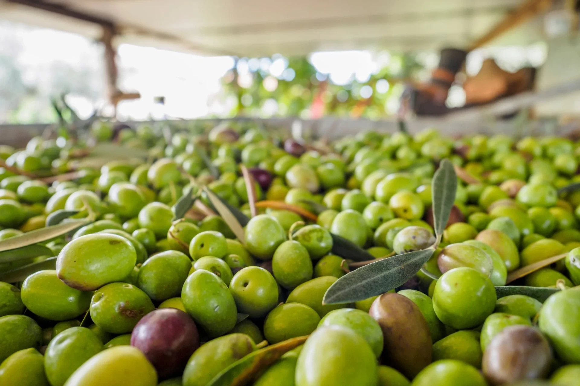 Olive Oil Tours