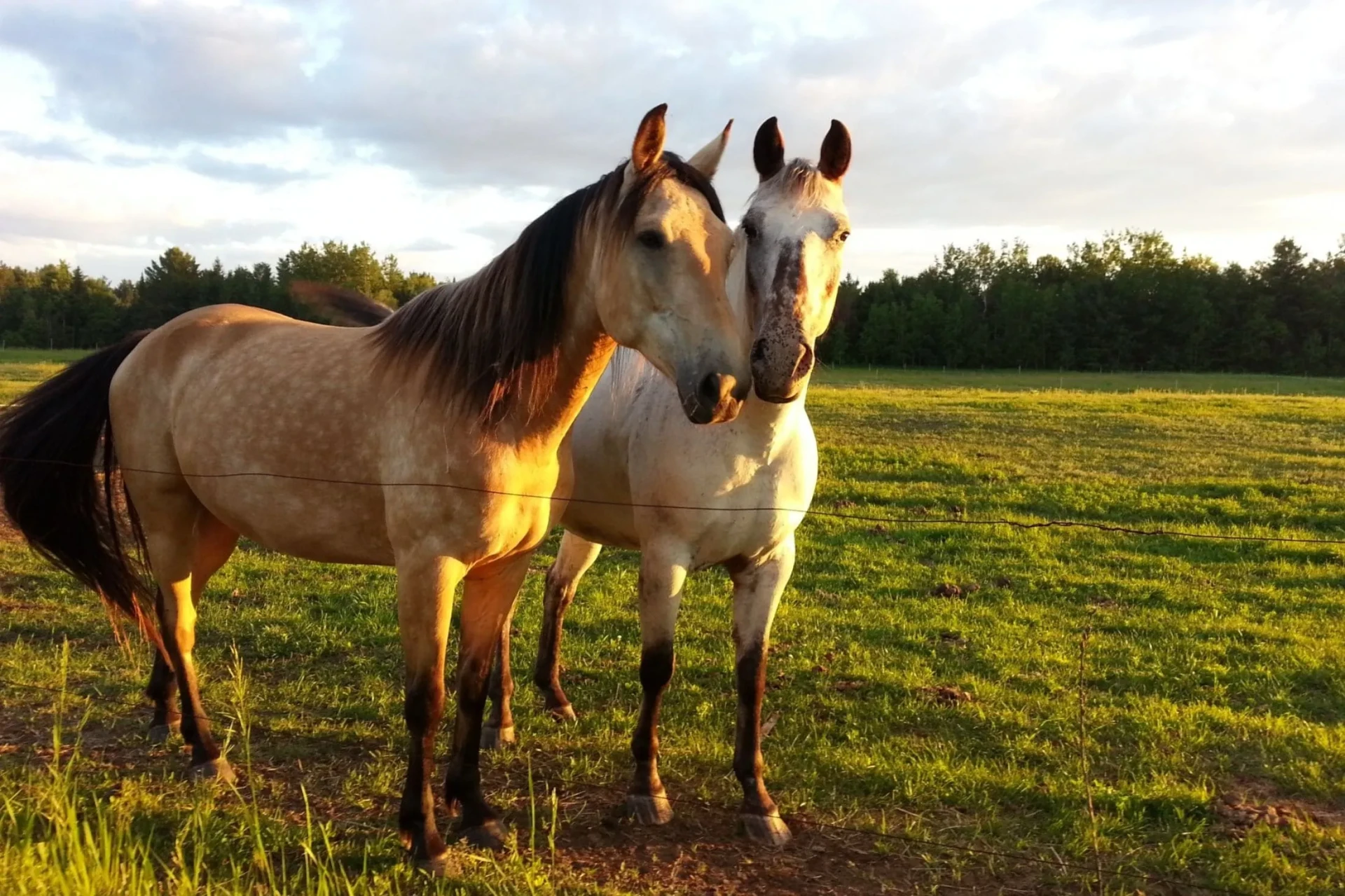 Horse Riding in Montenegro