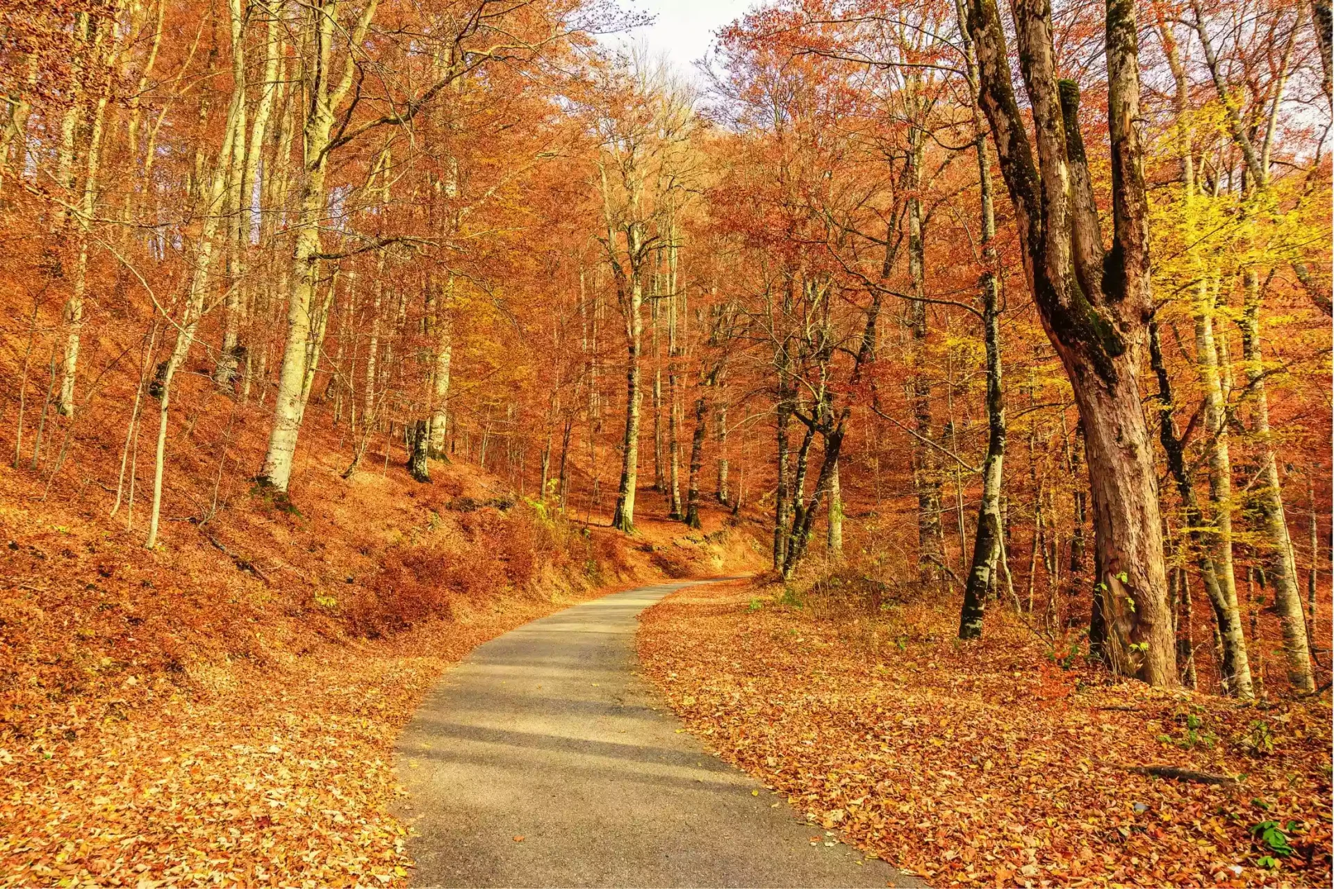 Ancient Forests in Montenegro