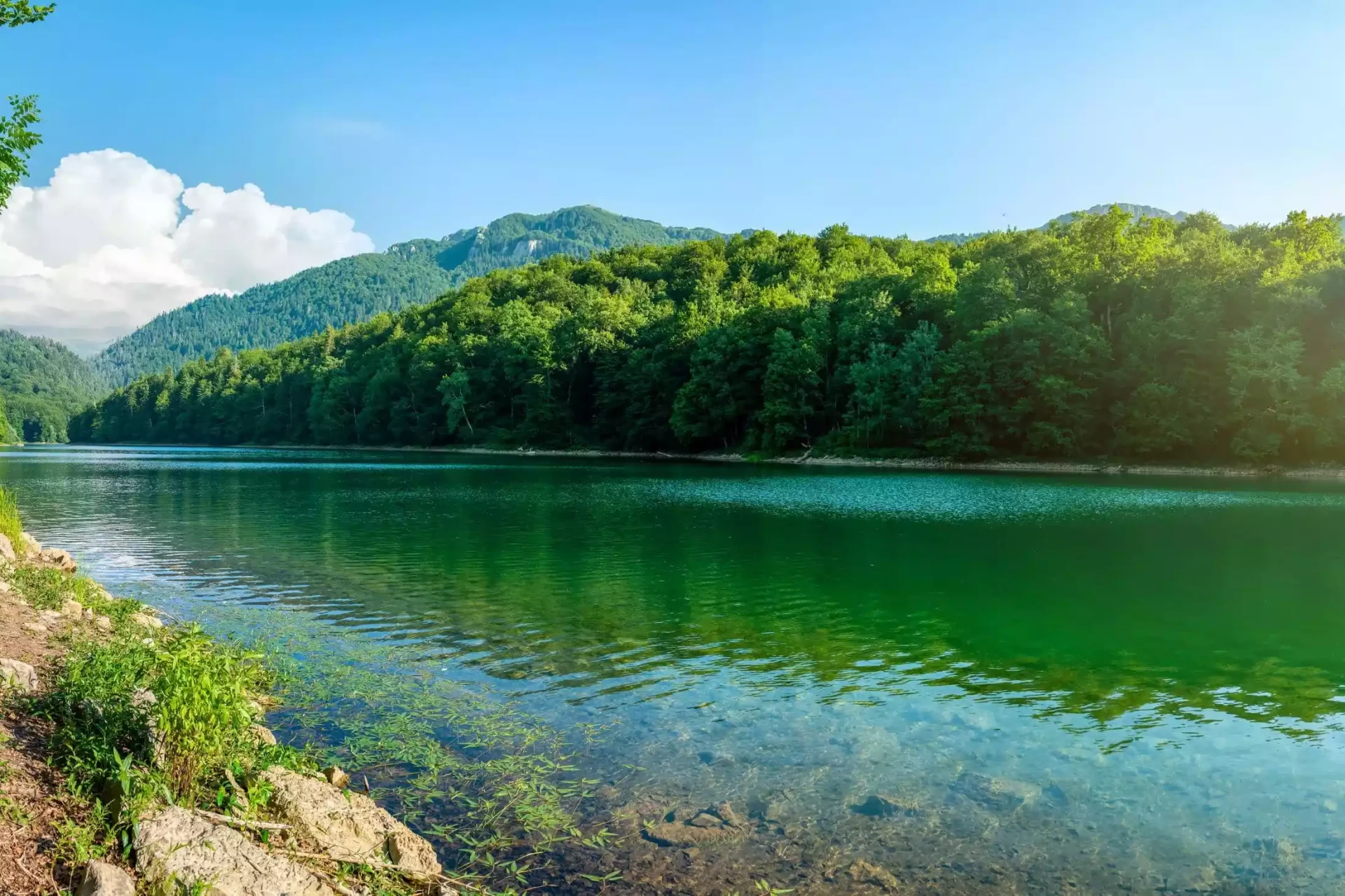 Ancient Forests in Montenegro