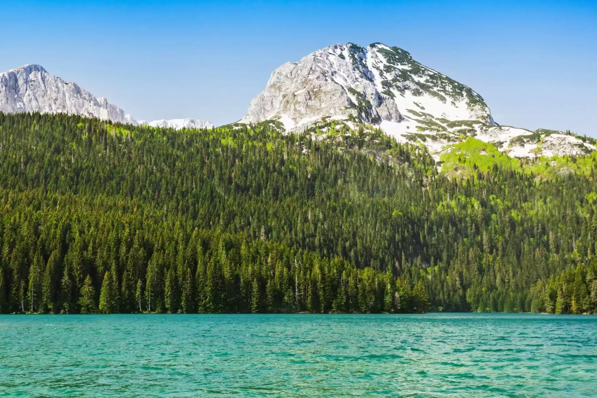 Ancient Forests in Montenegro