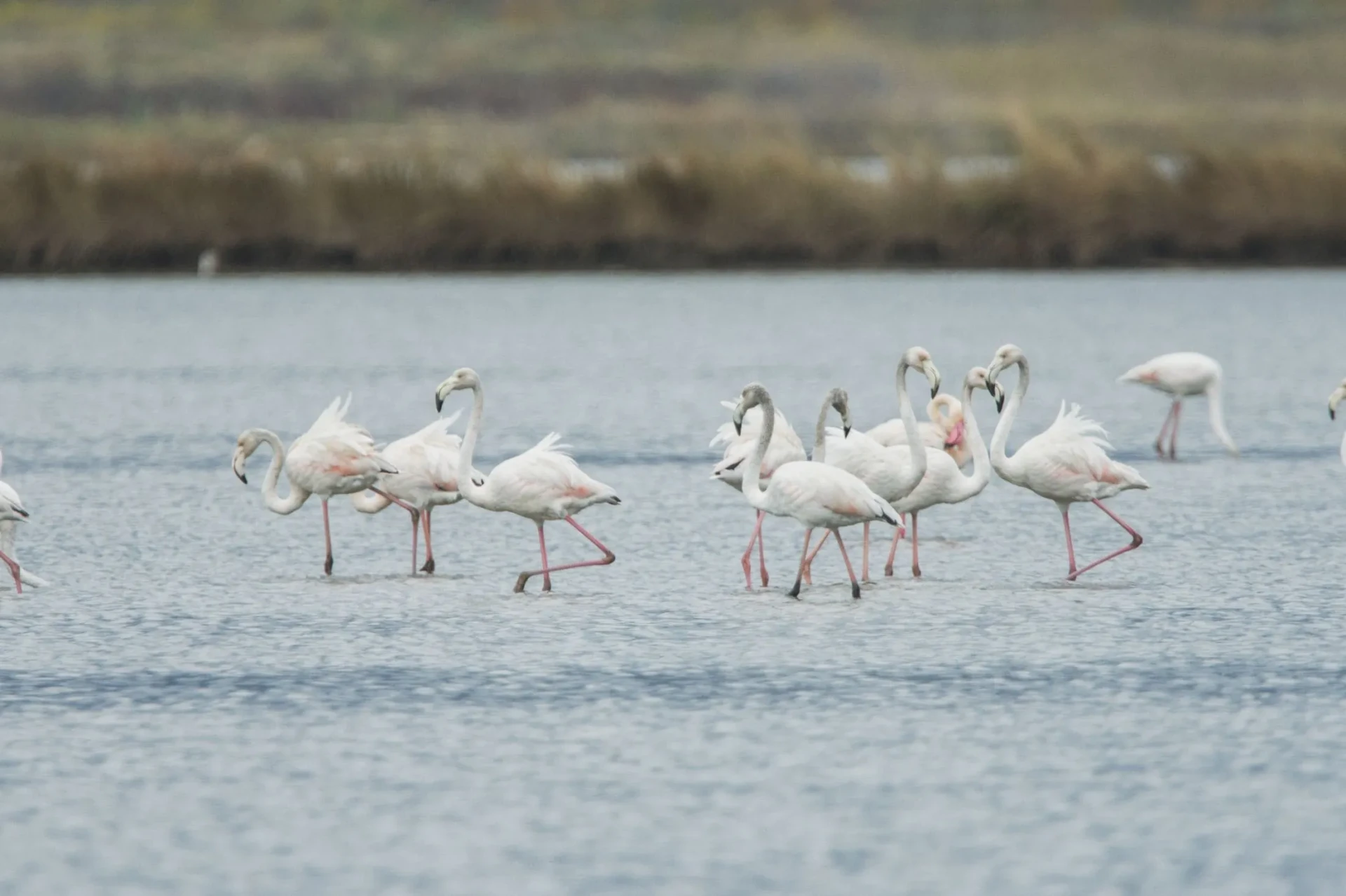 Birdwatching Tours in Montenegro