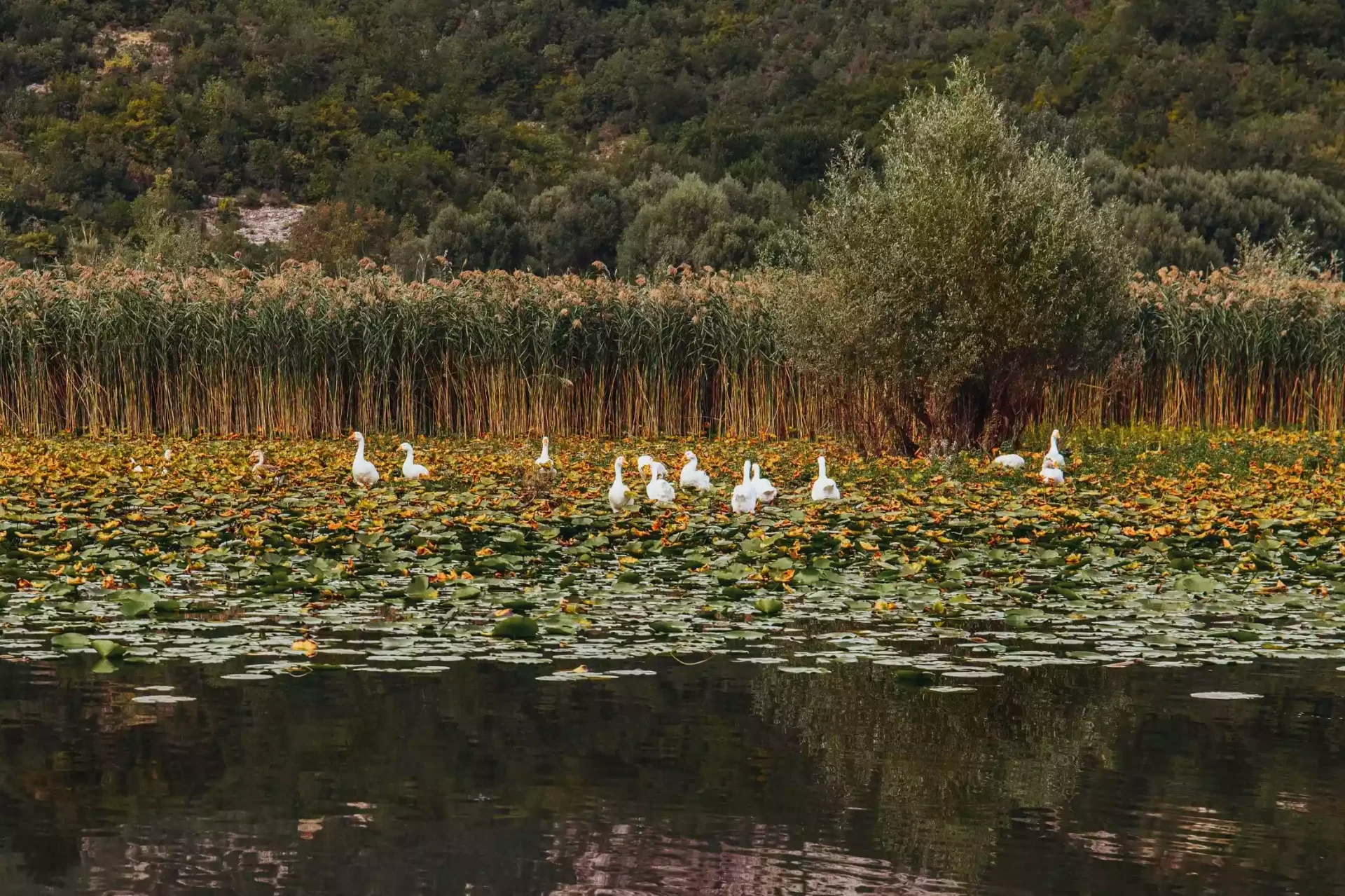 Birdwatching Tours in Montenegro