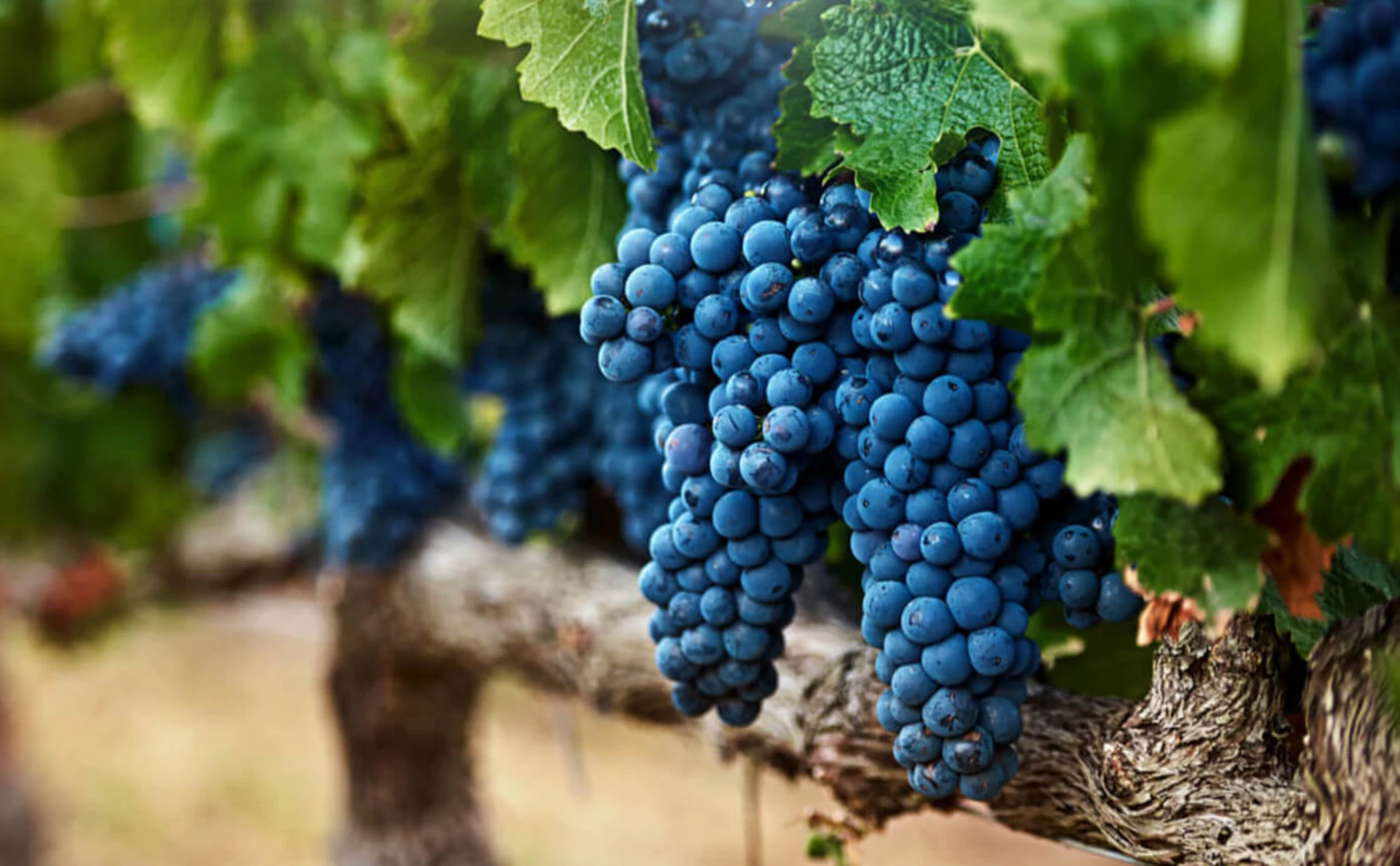 Skadar lake, Virpazar, Wine & Gastro Experience Private Tour